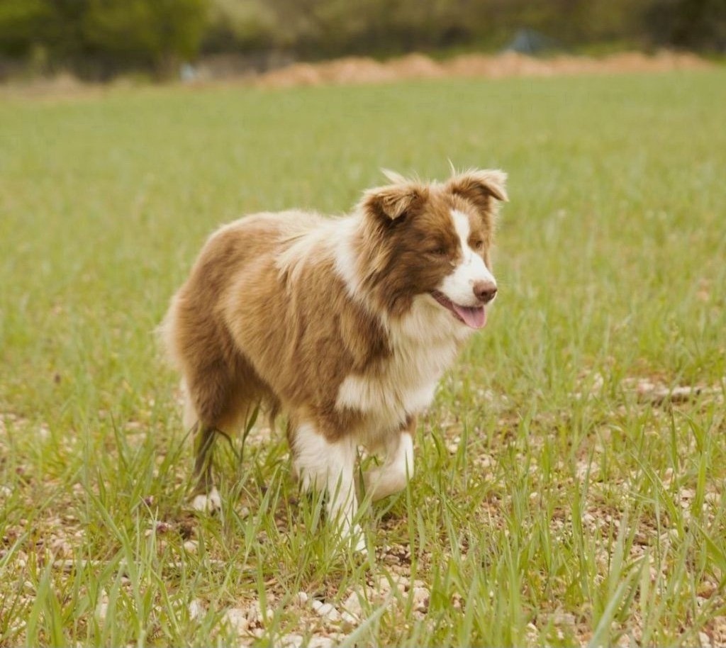 Les Border Collie de l'affixe Des Gardiens Du Camp