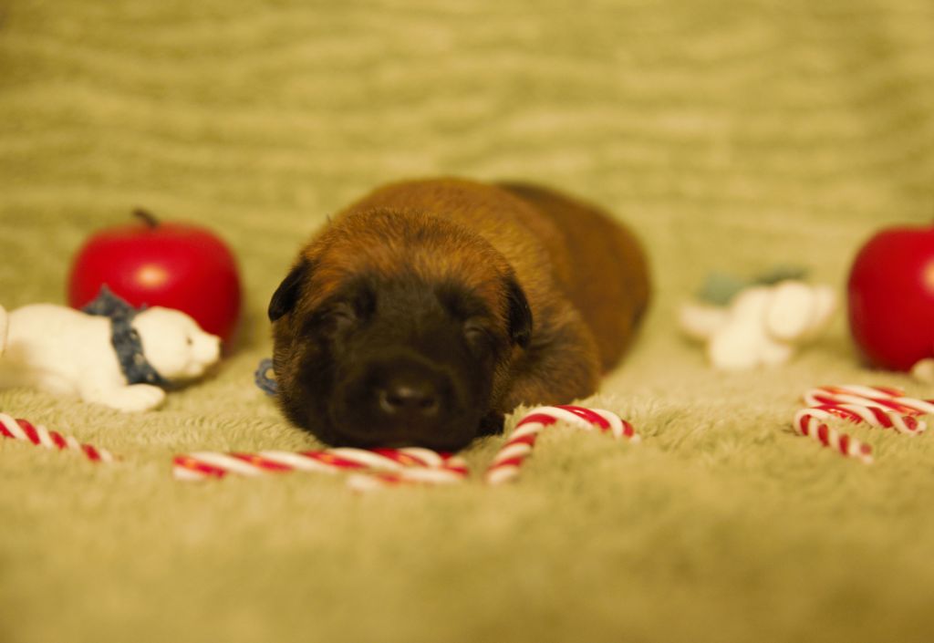 Des Gardiens Du Camp - Chiot disponible  - Berger Belge