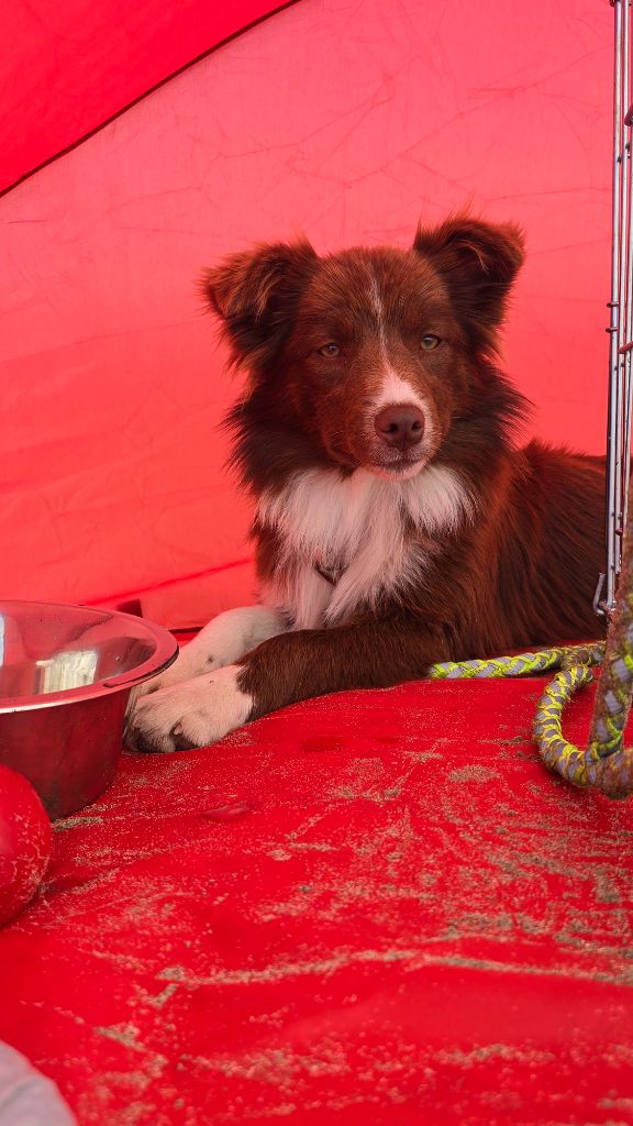 Aloha Des Gardiens Du Camp