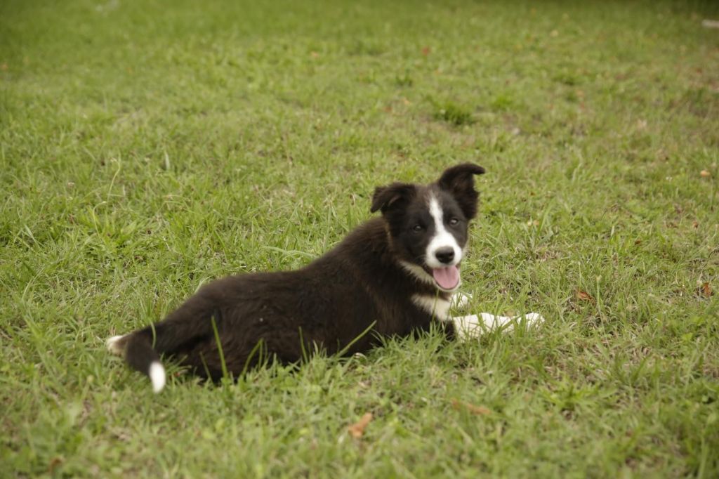Des Gardiens Du Camp - Chiots disponibles - Border Collie