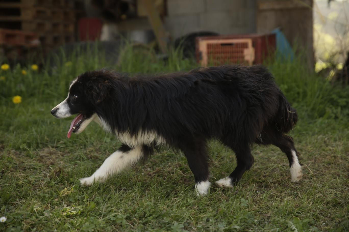 Des Gardiens Du Camp - Chiots disponibles - Border Collie