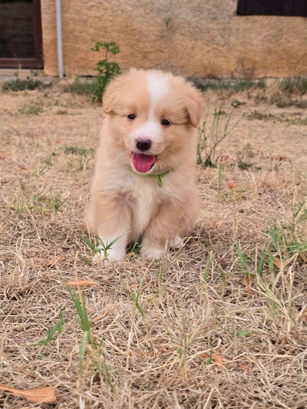 Des Gardiens Du Camp - Chiots disponibles - Border Collie