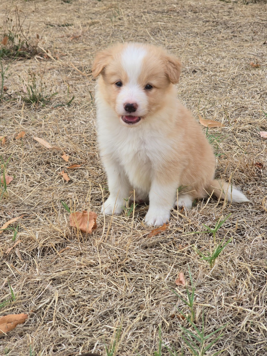 Des Gardiens Du Camp - Chiots disponibles - Border Collie