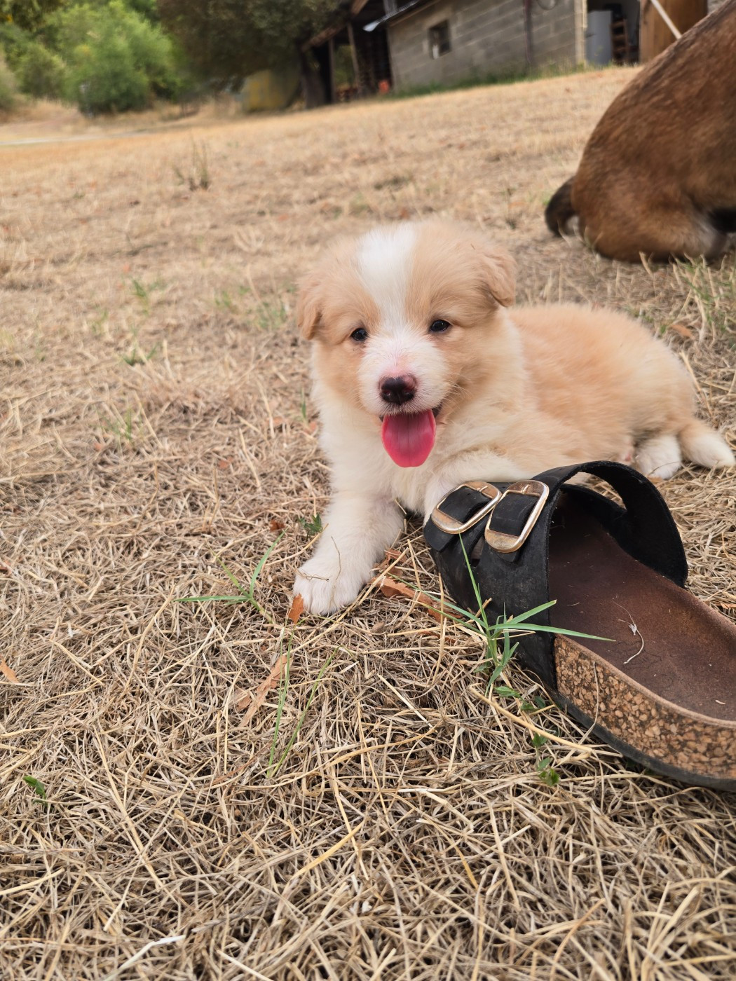 Des Gardiens Du Camp - Chiots disponibles - Border Collie