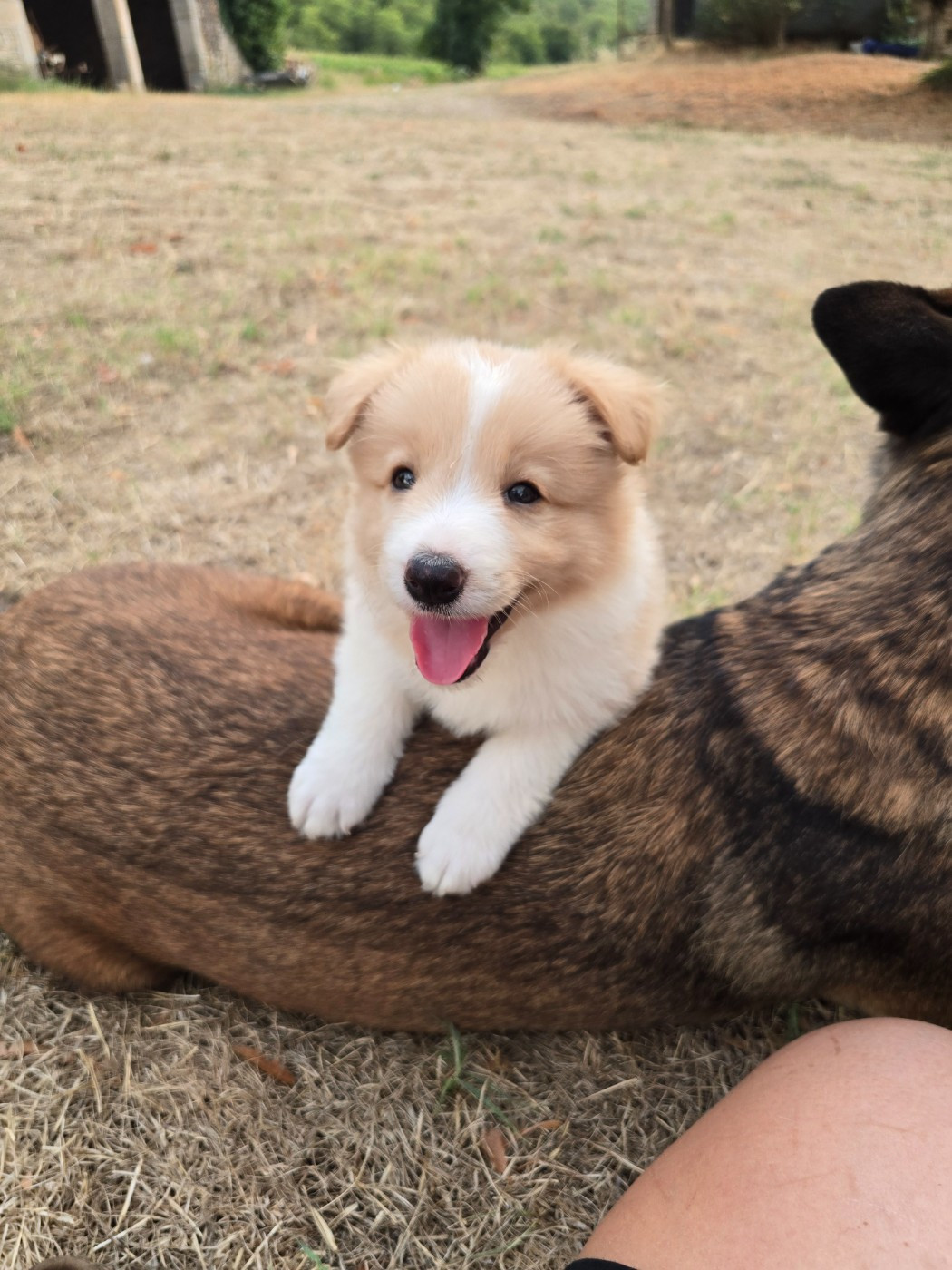 Des Gardiens Du Camp - Chiots disponibles - Border Collie