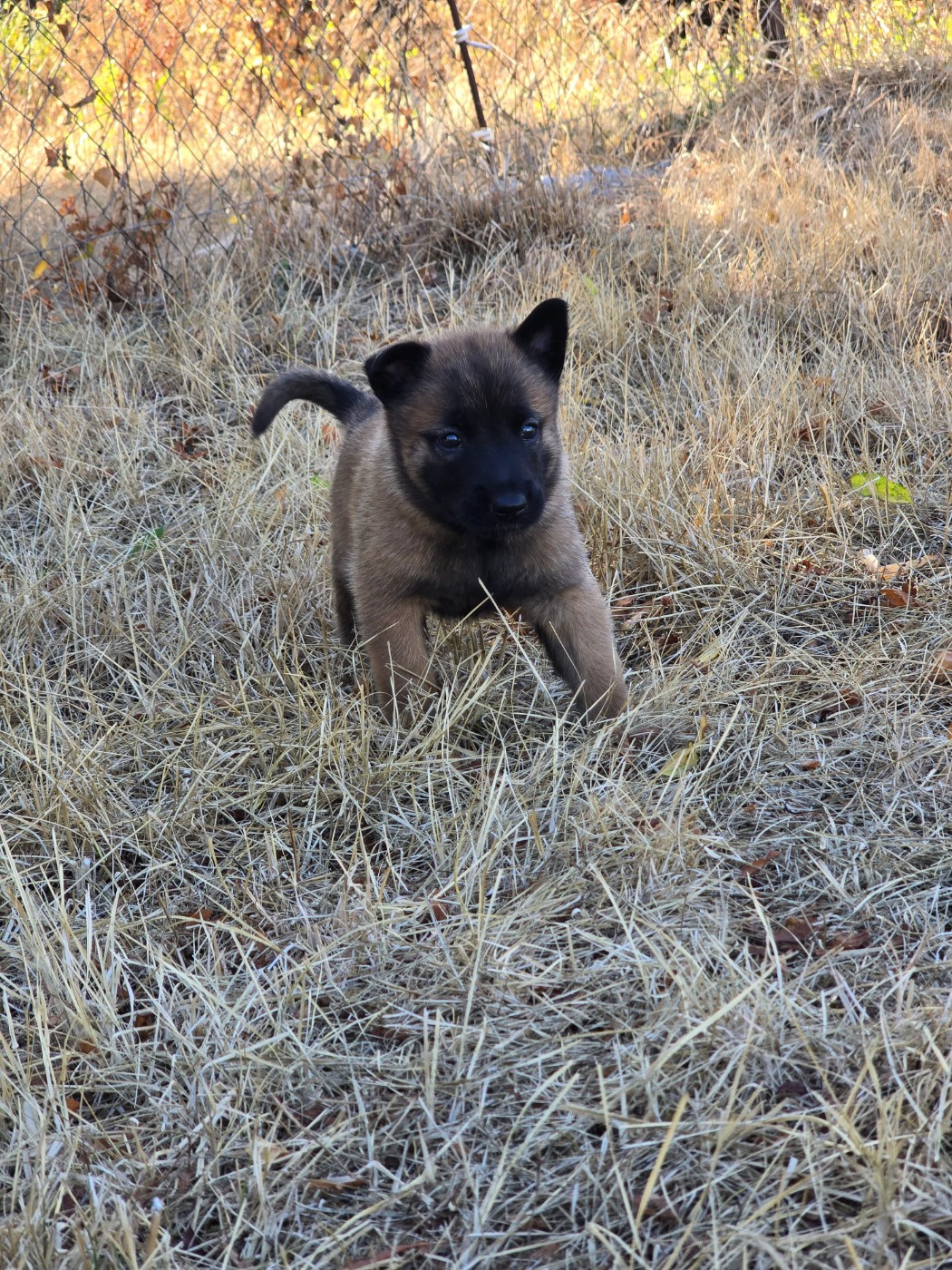 Des Gardiens Du Camp - Chiots disponibles - Berger Belge