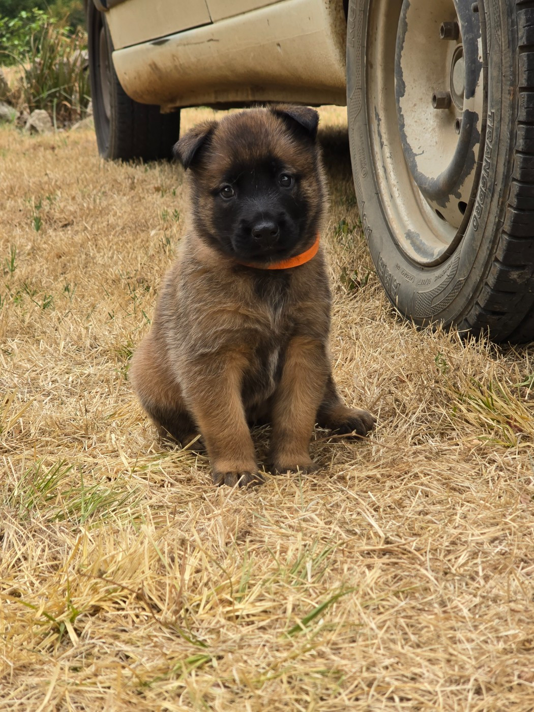 Des Gardiens Du Camp - Chiots disponibles - Berger Belge