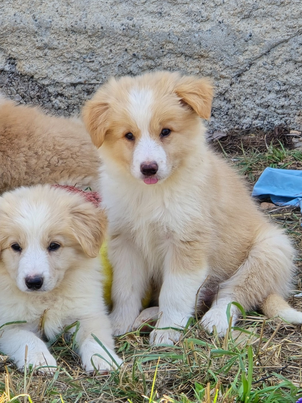 Des Gardiens Du Camp - Chiots disponibles - Border Collie