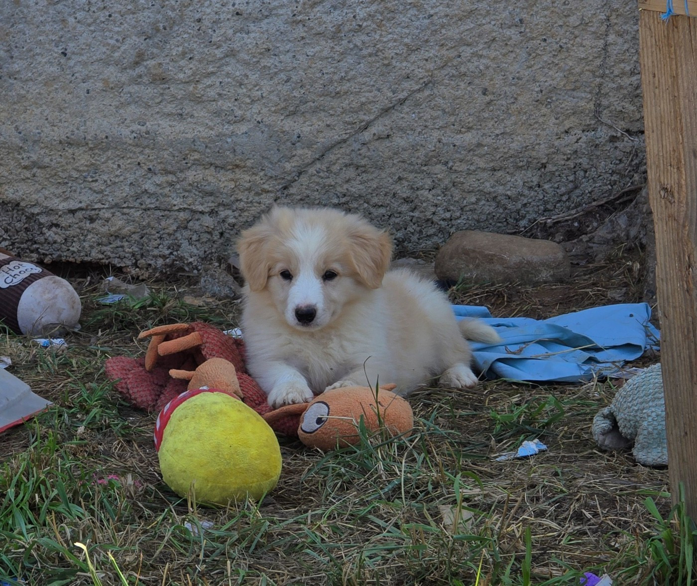 Des Gardiens Du Camp - Chiots disponibles - Border Collie