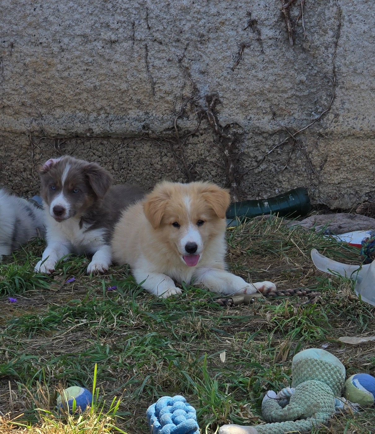 Des Gardiens Du Camp - Chiots disponibles - Border Collie