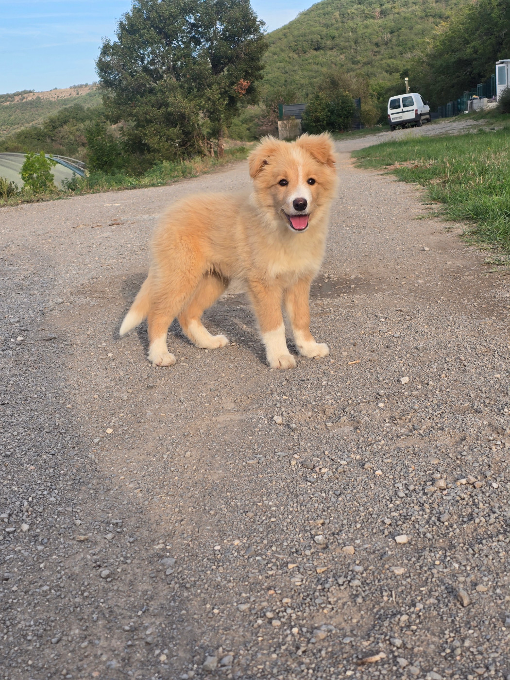 Des Gardiens Du Camp - Chiots disponibles - Border Collie