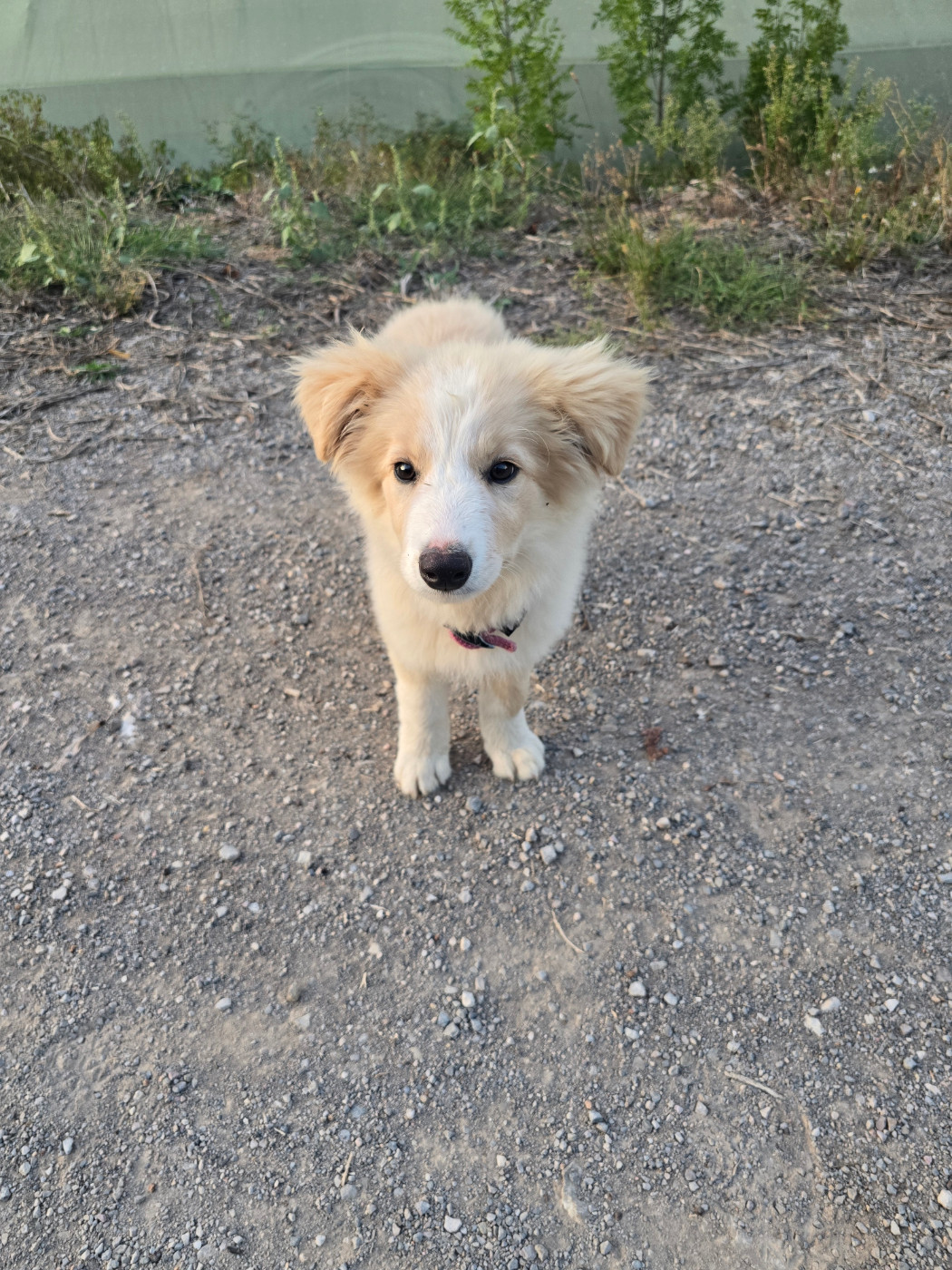 Des Gardiens Du Camp - Chiots disponibles - Border Collie