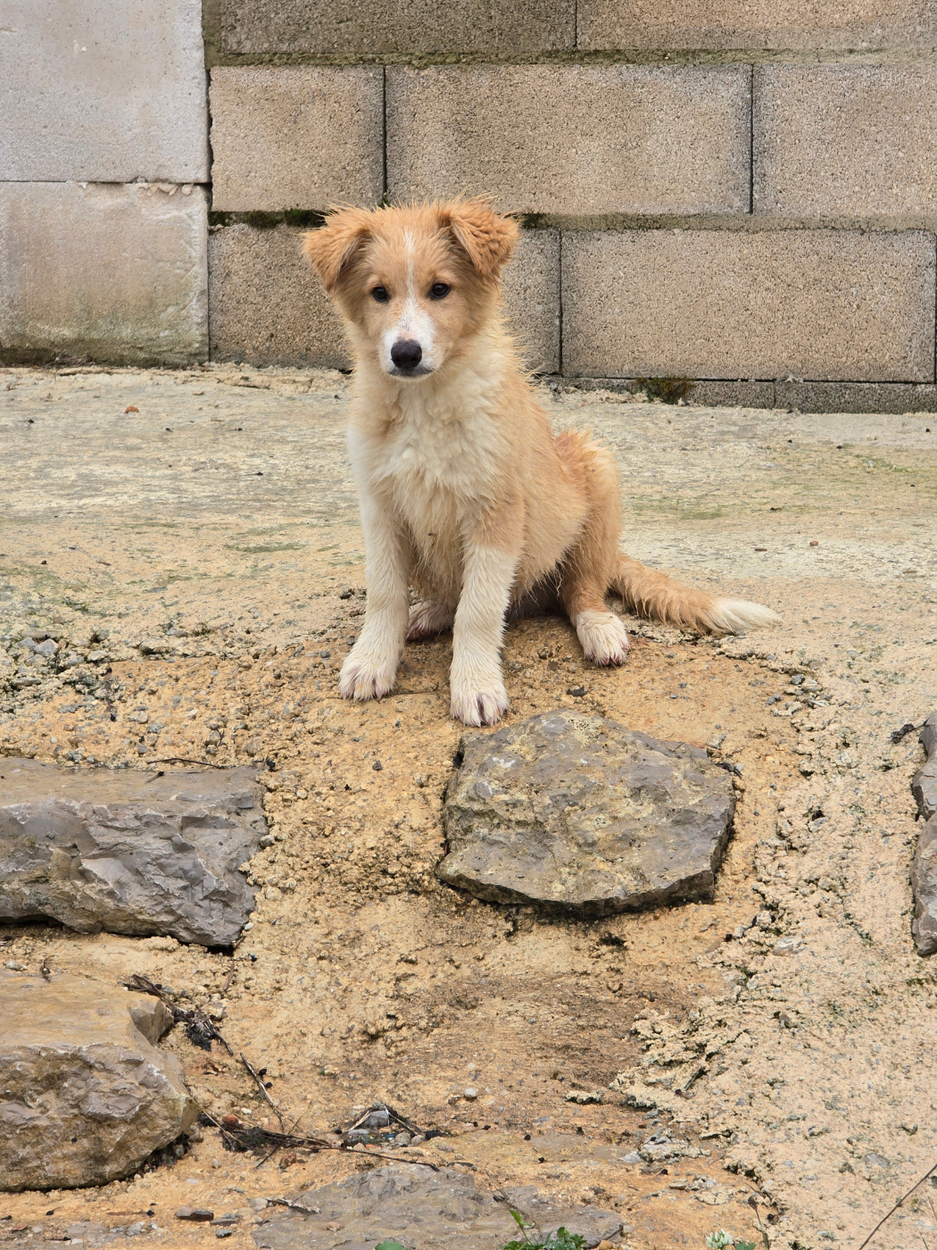 Des Gardiens Du Camp - Chiots disponibles - Border Collie