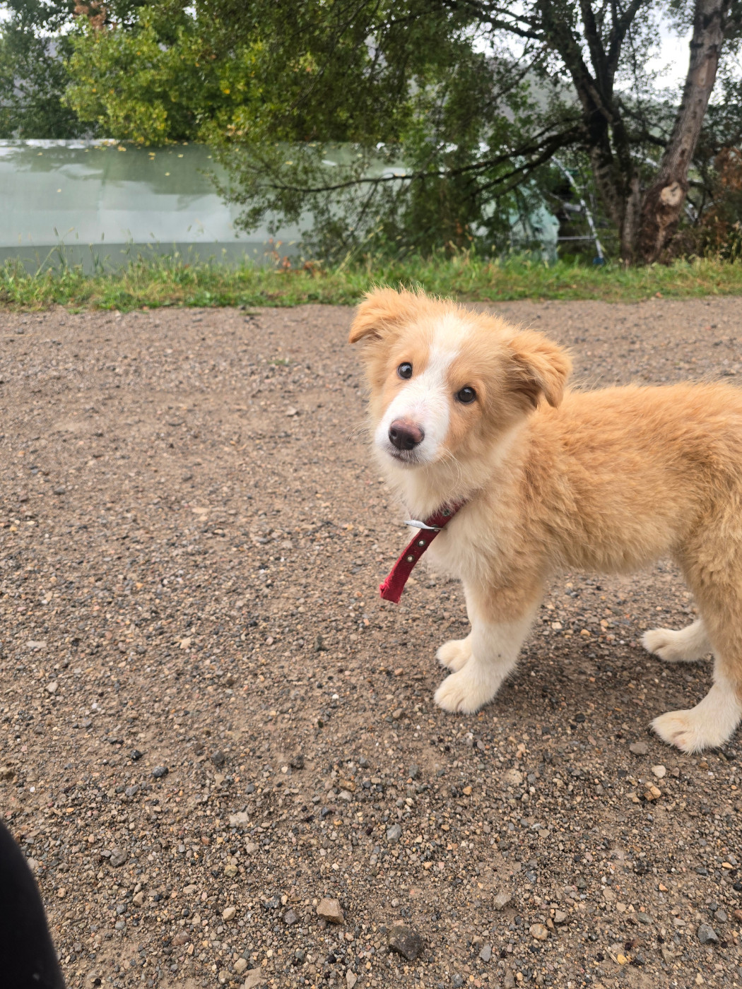 Des Gardiens Du Camp - Chiots disponibles - Border Collie