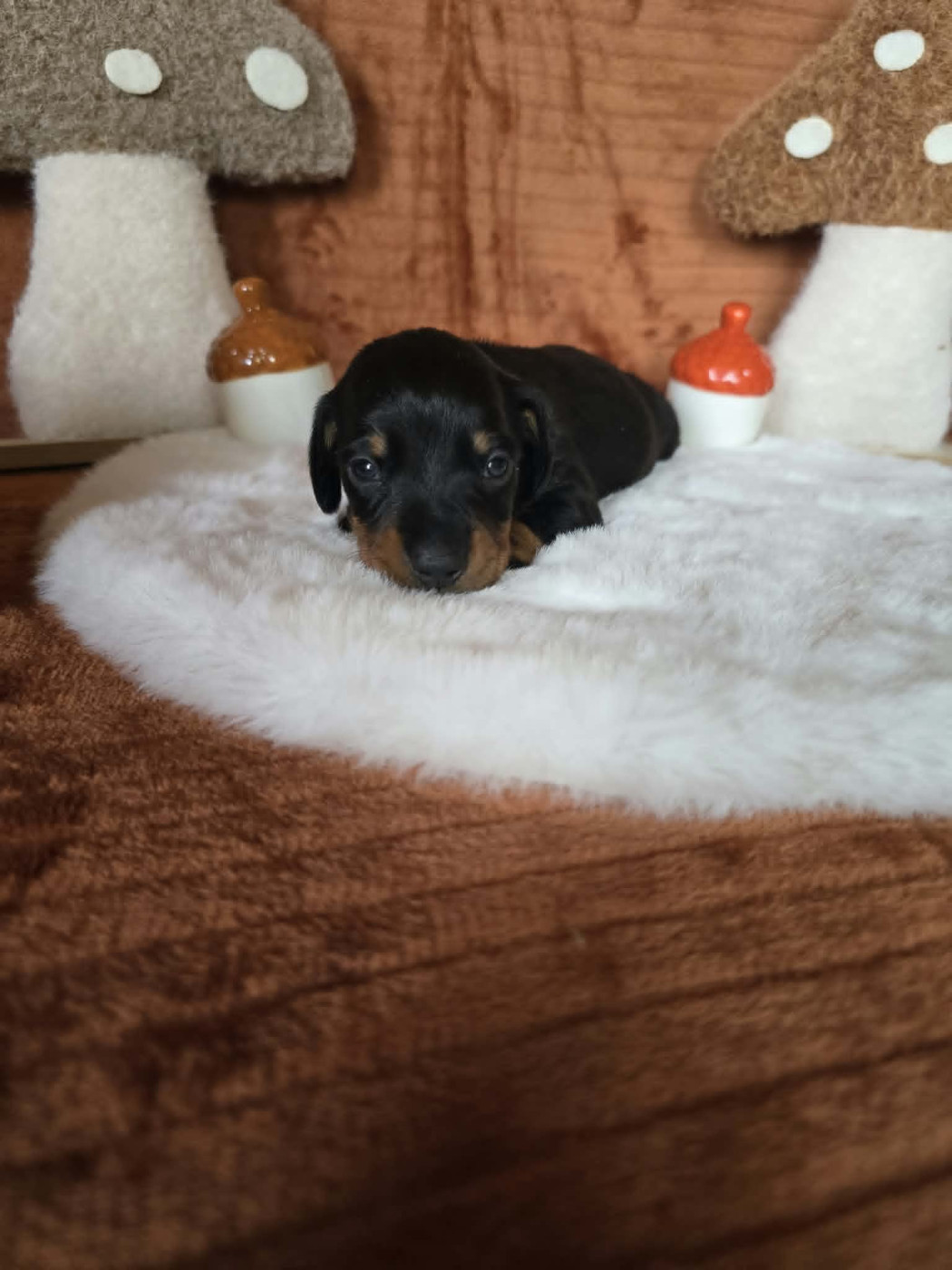 Des Gardiens Du Camp - Chiots disponibles - Teckel poil ras