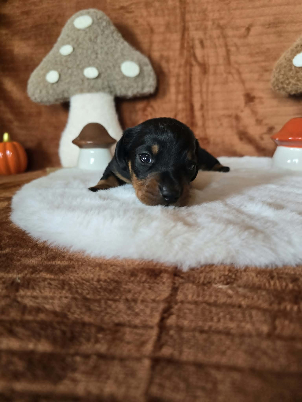 Des Gardiens Du Camp - Chiots disponibles - Teckel poil ras
