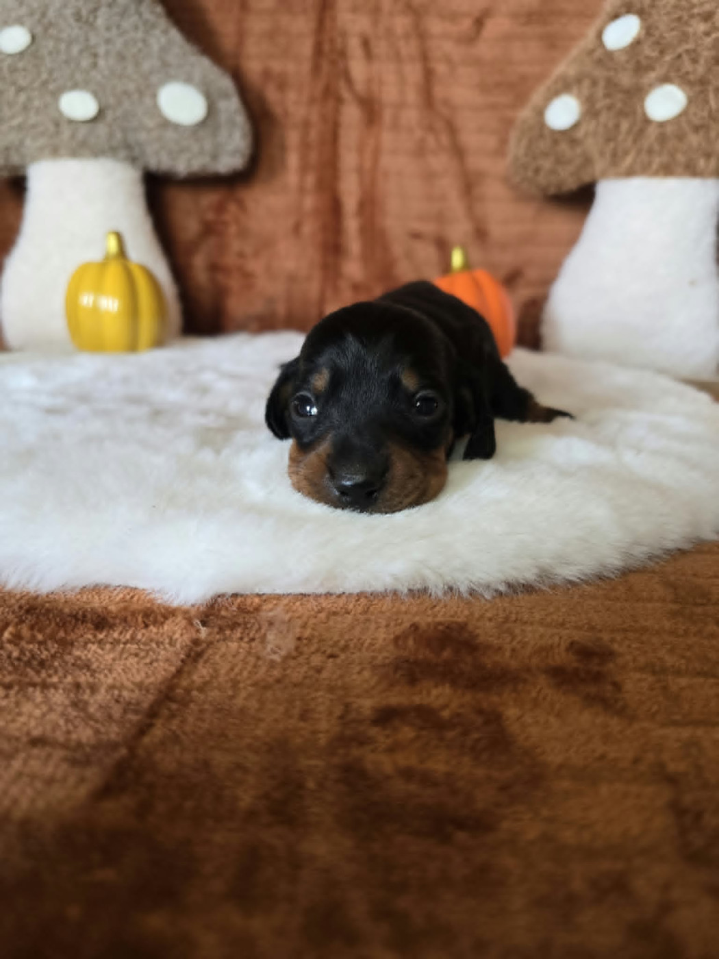Des Gardiens Du Camp - Chiots disponibles - Teckel poil ras