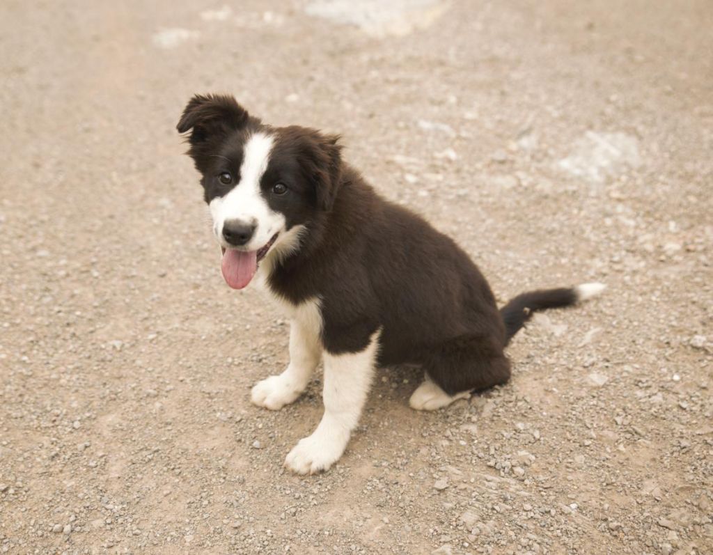 Des Gardiens Du Camp - Chiots disponibles - Border Collie