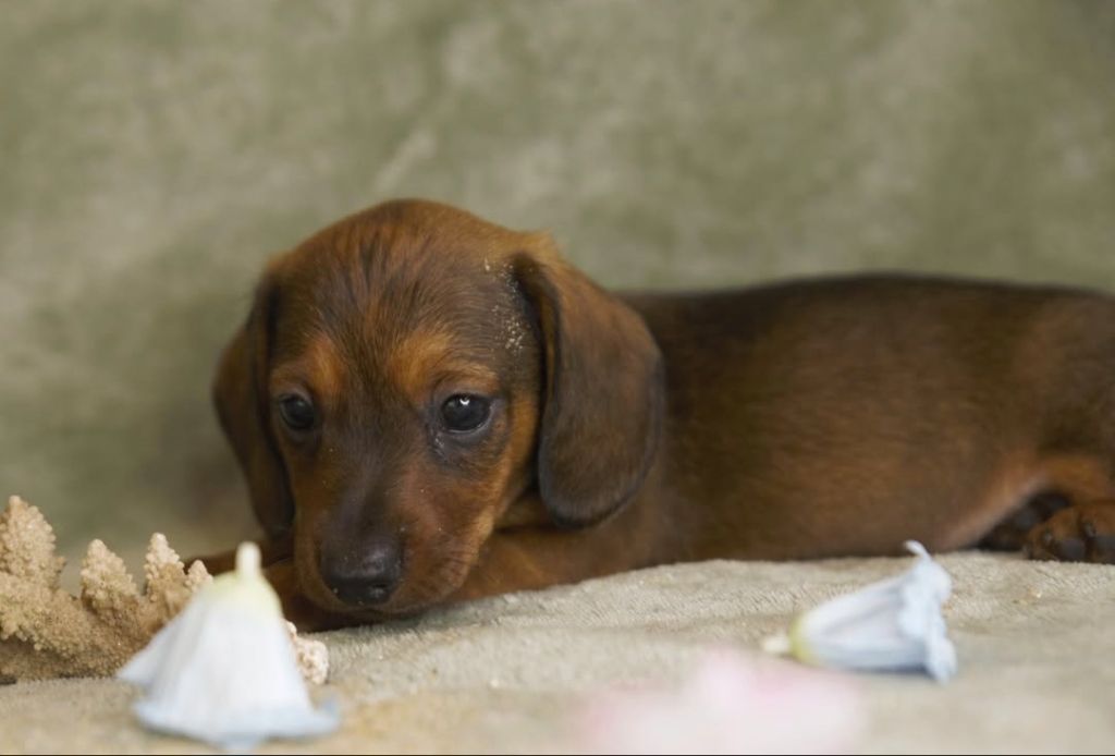 Des Gardiens Du Camp - Chiots disponibles - Teckel poil ras