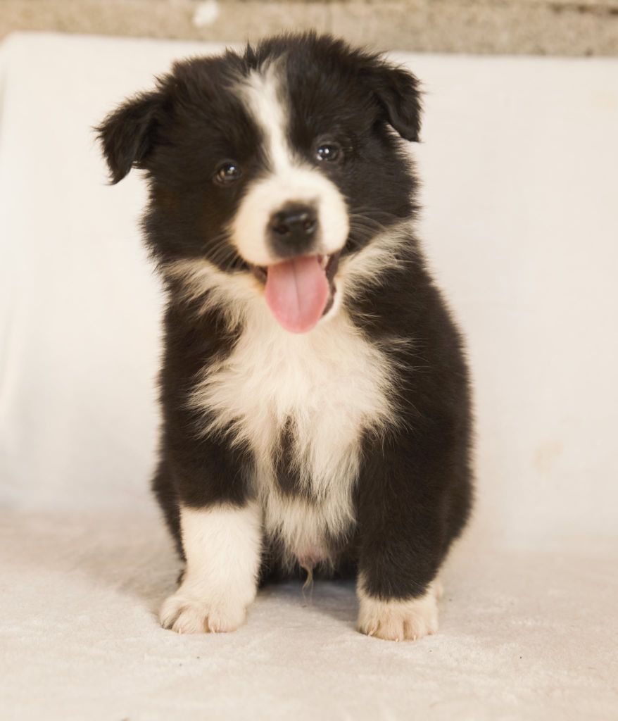 Des Gardiens Du Camp - Chiots disponibles - Border Collie