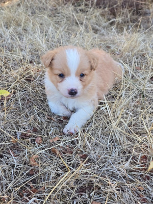 Chiot N°5