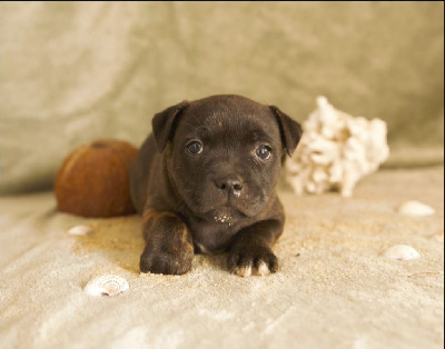 CHIOT 3