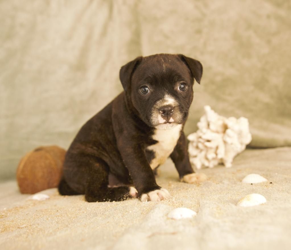 Des Gardiens Du Camp - Chiots disponibles - Staffordshire Bull Terrier