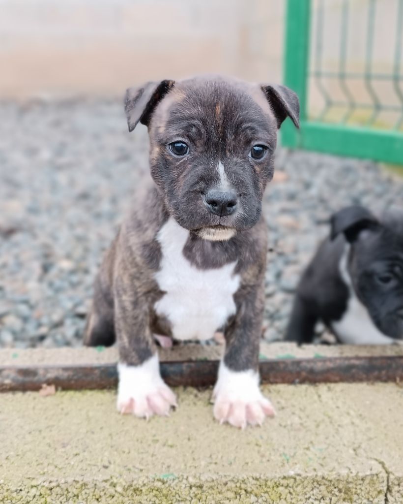 Des Gardiens Du Camp - Staffordshire Bull Terrier - Portée née le 20/11/2022