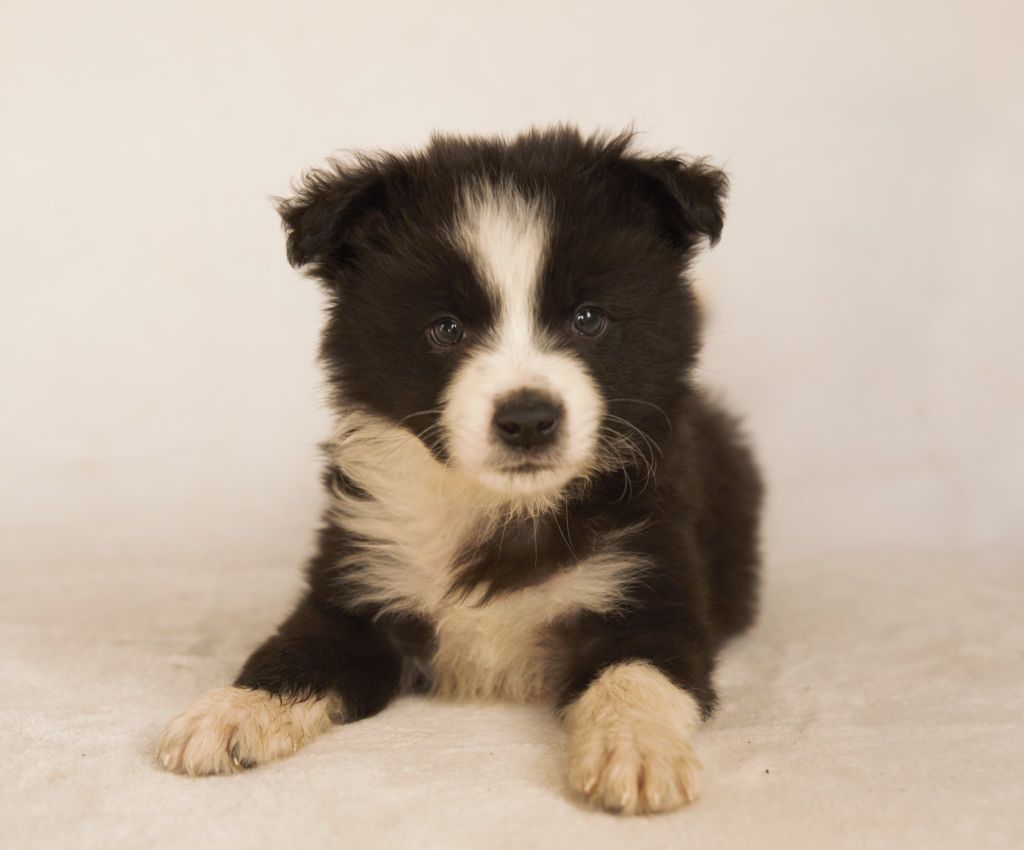 Des Gardiens Du Camp - Chiots disponibles - Border Collie