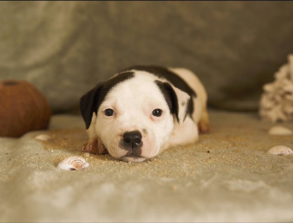 Des Gardiens Du Camp - Chiots disponibles - Staffordshire Bull Terrier