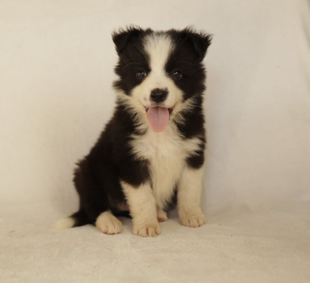 Des Gardiens Du Camp - Chiots disponibles - Border Collie