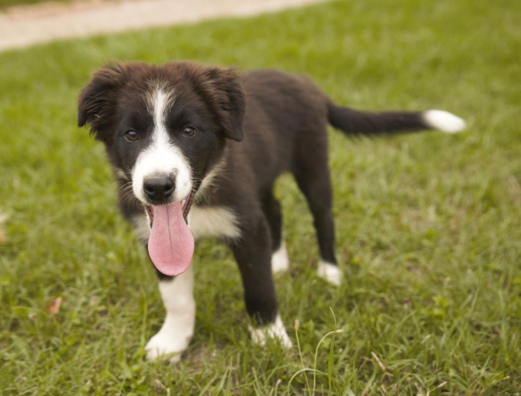 Des Gardiens Du Camp - Chiots disponibles - Border Collie