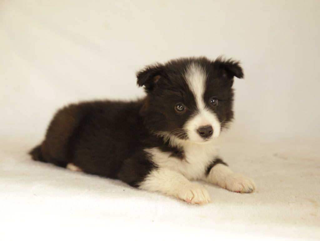 Des Gardiens Du Camp - Chiots disponibles - Border Collie